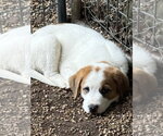 Small #1 Great Pyrenees-Mastiff Mix