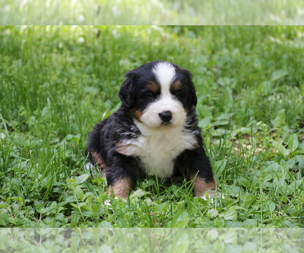 Medium Photo #3 Bernese Mountain Dog Puppy For Sale in BERNVILLE, PA, USA