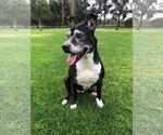 Small #21 Boxer Mix