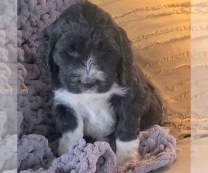 Newfypoo Puppy for sale in SHIPPENSBURG, PA, USA