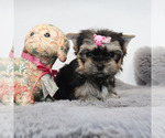 Small #3 Yorkshire Terrier