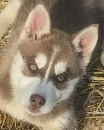 Medium Photo #1 Siberian Husky Puppy For Sale in LEWISPORT, KY, USA