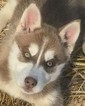 Small Photo #1 Siberian Husky Puppy For Sale in LEWISPORT, KY, USA