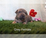 Puppy Puppy 1 Grey American Bully