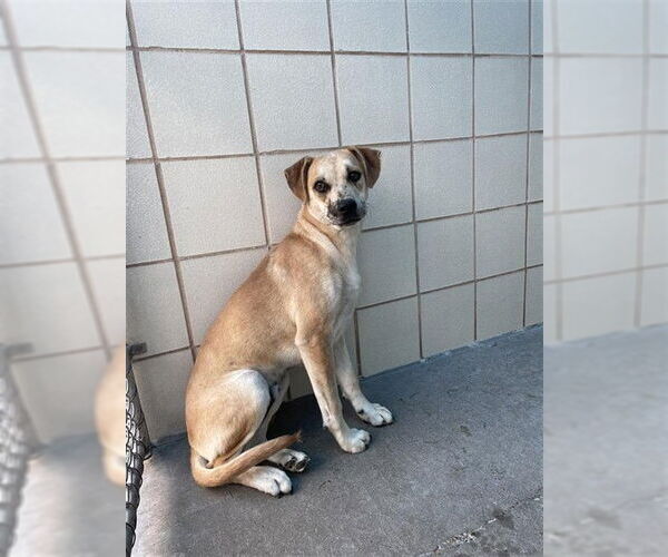 Medium Photo #1 Labrador Retriever-Unknown Mix Puppy For Sale in Corpus Christi, TX, USA