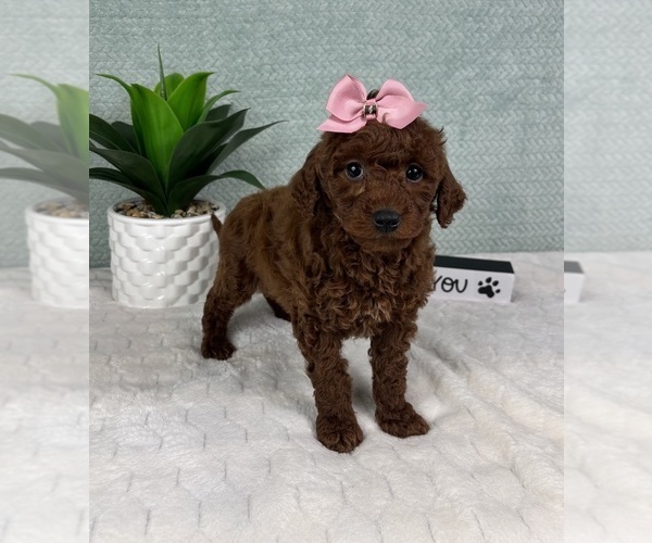 Medium Photo #2 Goldendoodle (Miniature) Puppy For Sale in GREENFIELD, IN, USA