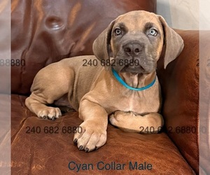 Medium Cane Corso