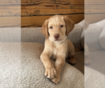 Small Labrador Retriever