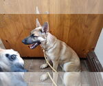 Small #10 German Shepherd Dog Mix