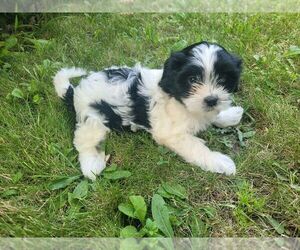 Zuchon Puppy for sale in NOVI, MI, USA