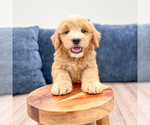 Small #4 Goldendoodle (Miniature)