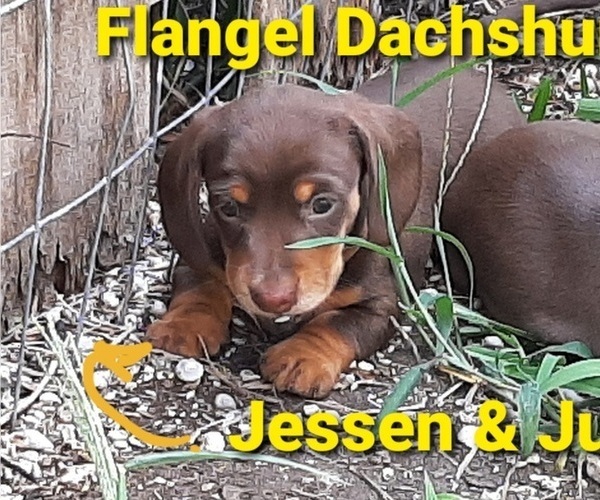 Medium Photo #1 Dachshund Puppy For Sale in CUTLER BAY, FL, USA