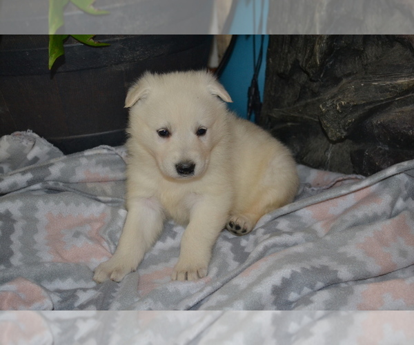 Medium Photo #1 German Shepherd Dog Puppy For Sale in GREENWOOD, WI, USA