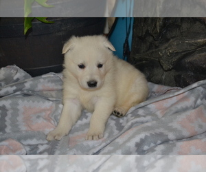 Medium German Shepherd Dog