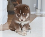 Small #4 Pomsky