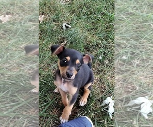 Rat Terrier Puppy for sale in THURMONT, MD, USA
