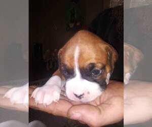 Boxer Dog for Adoption in ELGIN, Minnesota USA