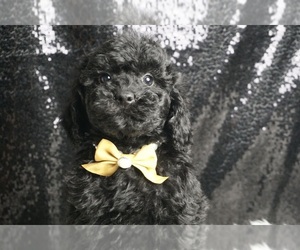 Poodle (Miniature) Puppy for Sale in WARSAW, Indiana USA