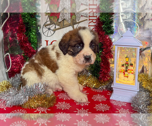 Medium Photo #10 Saint Bernard Puppy For Sale in ORWELL, OH, USA