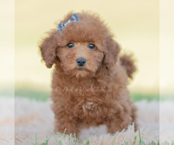 Medium Photo #3 Poodle (Miniature) Puppy For Sale in WARSAW, IN, USA