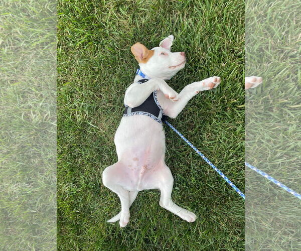 Medium Photo #27 Bullboxer Pit Puppy For Sale in Germantown, OH, USA