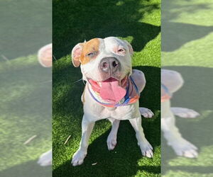 COURTESY POST: Woody - Male Mutt Dog for Adoption - Photo #2