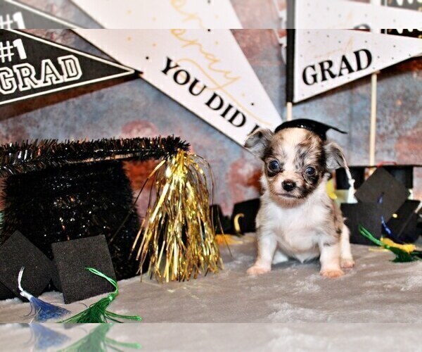 Medium Photo #78 Chihuahua Puppy For Sale in CHARLESTON, AR, USA