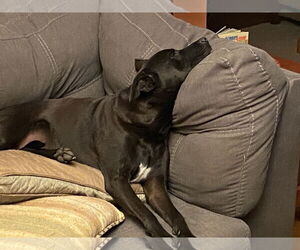American Pit Bull Terrier-Labrador Retriever Mix Dogs for adoption in Chandler, AZ, USA