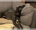 Small American Pit Bull Terrier-Labrador Retriever Mix
