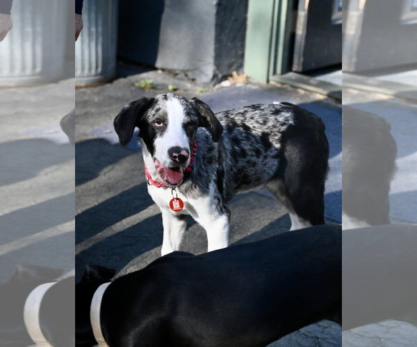 Medium Photo #6 Mutt Puppy For Sale in Wakefield, RI, USA