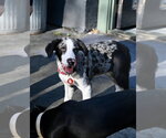 Small #5 Mutt