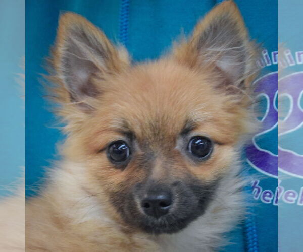 Medium Photo #6 Pomeranian-Unknown Mix Puppy For Sale in Huntley, IL, USA