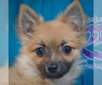 Small #5 Pomeranian Mix