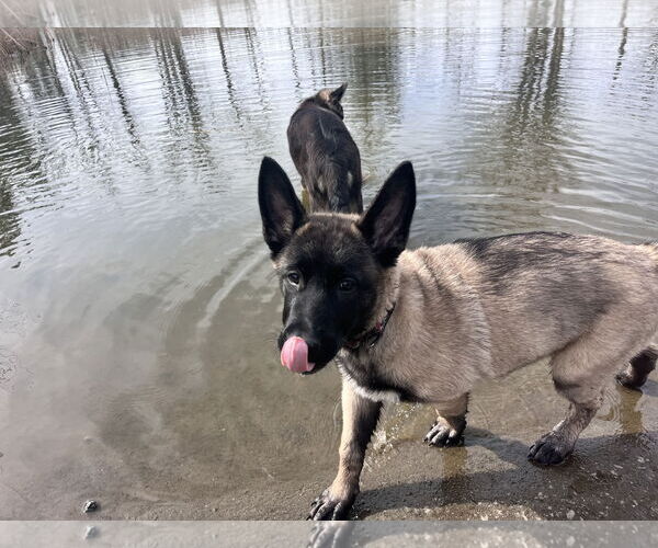 Medium Photo #12 German Shepherd Dog Puppy For Sale in Seattle, WA, USA