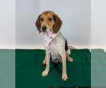 Small #4 Beagle