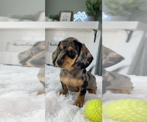 Dachshund Puppy for sale in INDIANAPOLIS, IN, USA