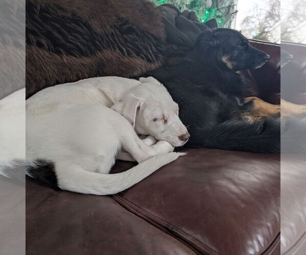 Medium Photo #4 Pointer-Unknown Mix Puppy For Sale in Fargo, ND, USA