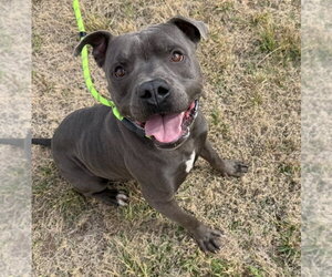 Mutt Dogs for adoption in Grafton, WI, USA