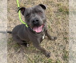 King - Male Mutt Dog for Adoption - Small photo