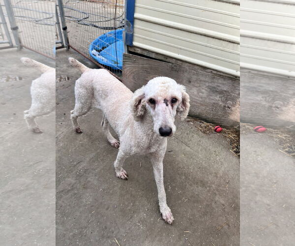 Medium Photo #1 Poodle (Standard)-Unknown Mix Puppy For Sale in Tracy City, TN, USA