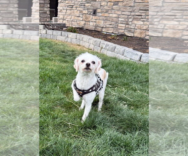 Medium Photo #3 Maltese Puppy For Sale in Salt Lake City, UT, USA