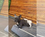 Small Photo #4 English Bulldog Puppy For Sale in CHULA VISTA, CA, USA