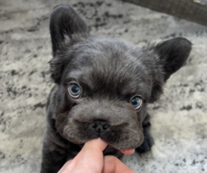 French Bulldog Puppy for sale in FRANKLIN, IN, USA