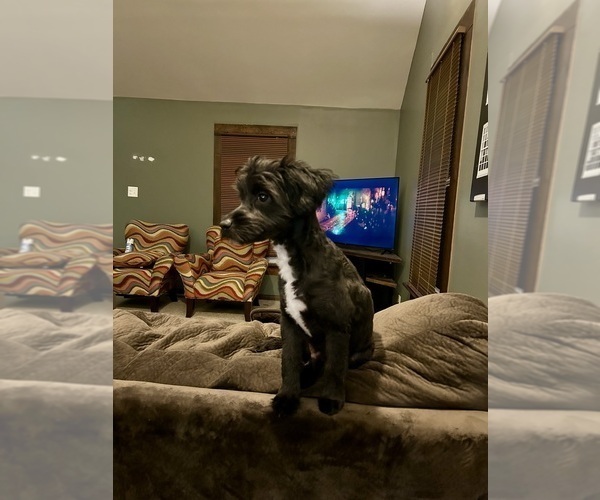 Medium Photo #2 Aussiedoodle Puppy For Sale in THOMASVILLE, NC, USA