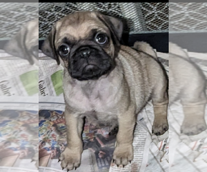 Pug Litter for sale in ARVADA, CO, USA
