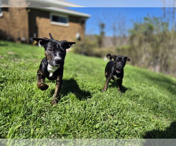 Medium Photo #3 Mutt Puppy For Sale in Springdale, PA, USA