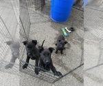 Small Photo #10 Belgian Malinois Puppy For Sale in SAN DIEGO, CA, USA