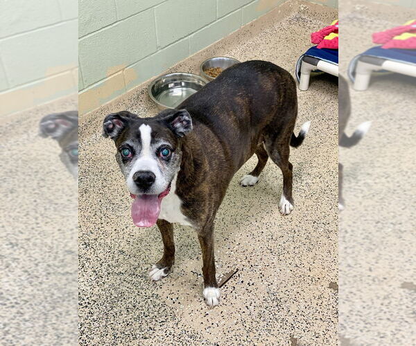 Medium Photo #3 Boxer Puppy For Sale in Austin, TX, USA