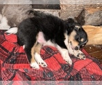 Small Photo #3 Australian Shepherd-Texas Heeler Mix Puppy For Sale in IBERIA, MO, USA