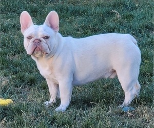 French Bulldog Puppy for sale in SPRINGFIELD, OR, USA